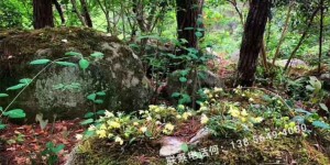 肝火旺盛可以吃石斛吗